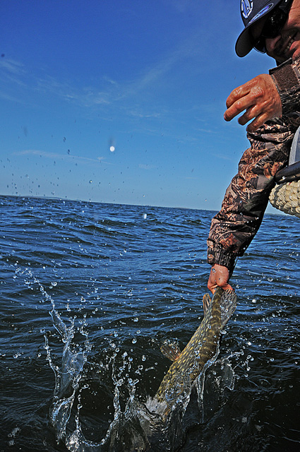 Catch & Release - www.przewodnicywedkarscy.pl - Wyprawy wędkarskie