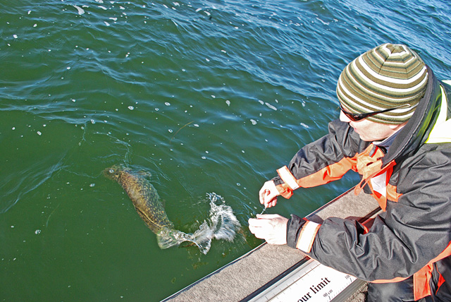 Catch and Release - www.przewodnicywedkarscy.pl - Wyprawy wędkarskie