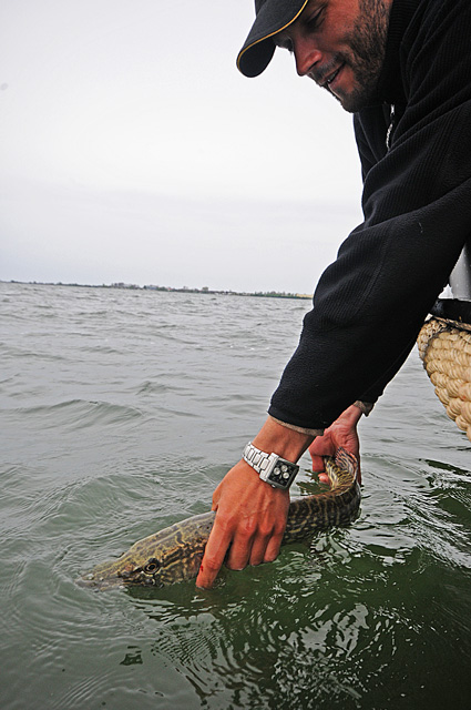 Catch and Release - www.przewodnicywedkarscy.pl - Wyprawy wędkarskie