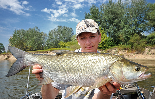 wyprawy na ryby - wisła - bolen 75cm