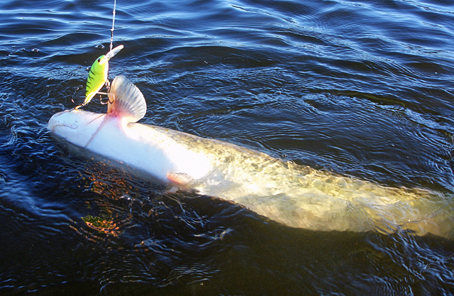 02_sumik75-adasia_09_12