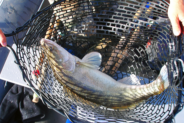 wyprawy na ryby - wisła