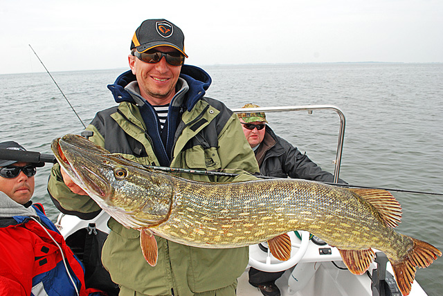 Wyprawy z przewodnikiem - www.przewodnicywedkarscy.pl - Rugia - duży szczupak Wyprawy z przewodnikiem - www.przewodnicywedkarscy.pl - Rugia - duży szczupak