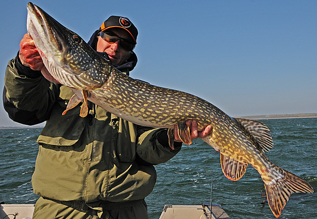 Wyprawy wędkarskie - www.przewodnicywedkarscy.pl - Rugia - duży szczupak Wyprawy wędkarskie - www.przewodnicywedkarscy.pl - Rugia - duży szczupak