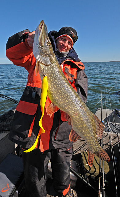 Wyprawy wędkarskie - www.przewodnicywedkarscy.pl - Rugia - Szczupak na Real Eel Wyprawy wędkarskie - www.przewodnicywedkarscy.pl - Rugia - Szczupak na Real Eel