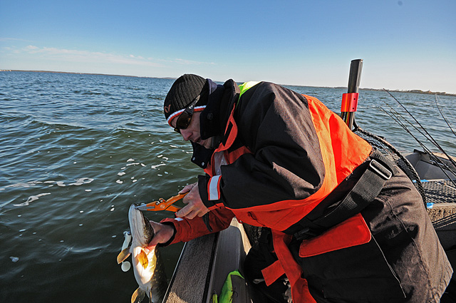 Wyprawy wędkarskie - www.przewodnicywedkarscy.pl - Rugia Wyprawy wędkarskie - www.przewodnicywedkarscy.pl - Rugia