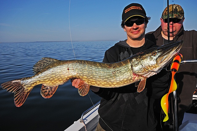 Wyprawy wędkarskie - www.przewodnicywedkarscy.pl - Rugia - duży szczupak na Real Eel Wyprawy wędkarskie - www.przewodnicywedkarscy.pl - Rugia - duży szczupak na Real Eel