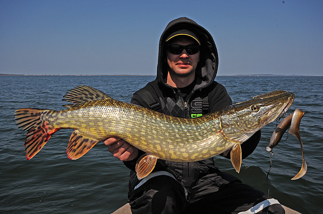 Wyprawy wędkarskie - www.przewodnicywedkarscy.pl - Rugia - duży szczupak na Real Eel Wyprawy wędkarskie - www.przewodnicywedkarscy.pl - Rugia - duży szczupak na Real Eel