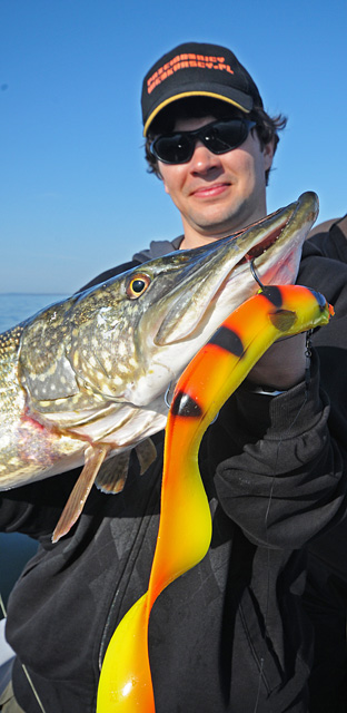 Wyprawy wędkarskie - www.przewodnicywedkarscy.pl - Rugia - 99cm na Real Eel Wyprawy wędkarskie - www.przewodnicywedkarscy.pl - Rugia - 99cm na Real Eel