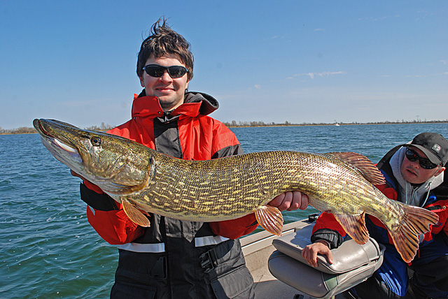 Wyprawy wędkarskie - www.przewodnicywedkarscy.pl - Rugia - duży szczupak na Alien Eel Wyprawy wędkarskie - www.przewodnicywedkarscy.pl - Rugia - duży szczupak na Alien Eel