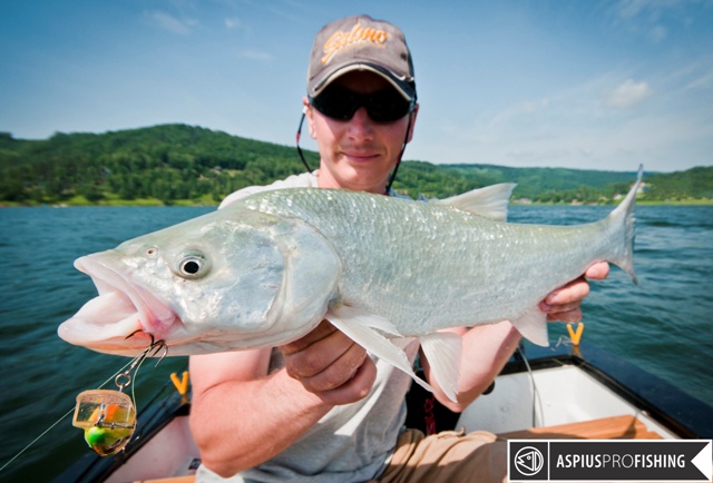 salmo-wwwprzewodnicywedkarscypl