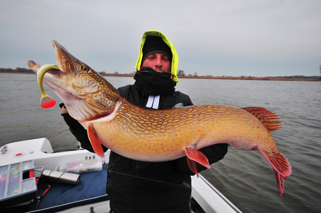 Wyprawy na ryby z przewodnikiem - www.przewodnicywedkarscy.pl - Duży szczupak