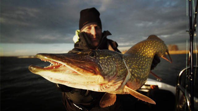 Wyprawy wędkarskie z przewodnikiem - www.przewodnicywedkarscy.pl - Duży szczupak