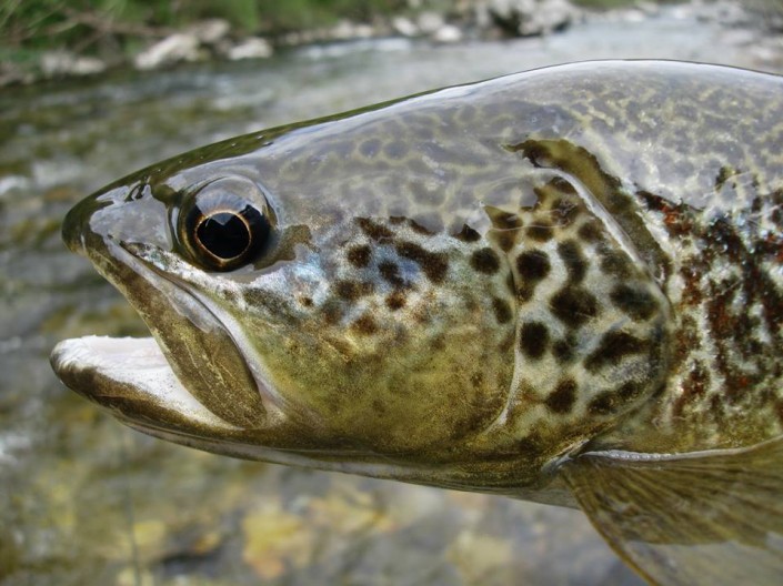 wyprawy na ryby - Słowenia - lipień - pstrąg marmurkowy - 3
