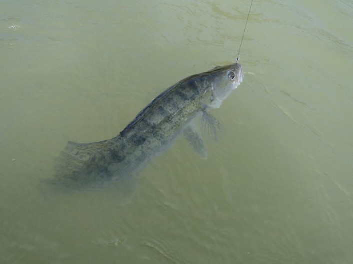 11037324_790597807694894_7652427565226596482_n