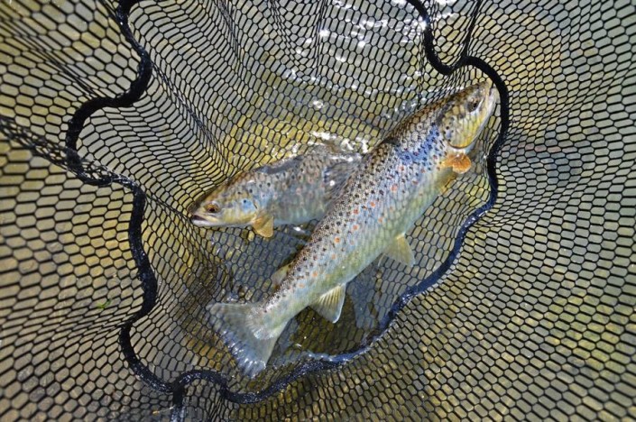 11393068_708406855955212_3781231590208134022_n