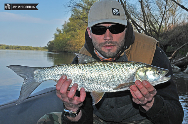 aspius-pro-fishing-i