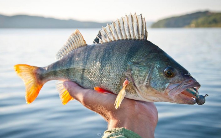 11705207_1445483129094906_5389044215985263933_n