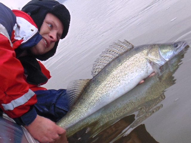 Złów i wypuść sandacza z Wisły - www.przewodnicywedkarscy.pl - Catch and release