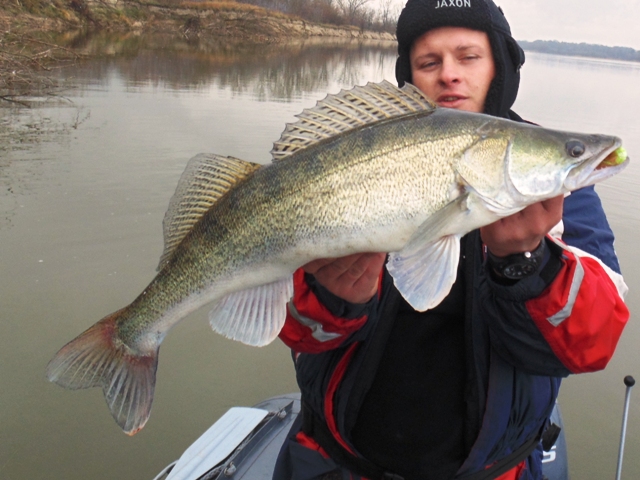 Złów i wypuść sandacza z Wisły - www.przewodnicywedkarscy.pl - Catch and release