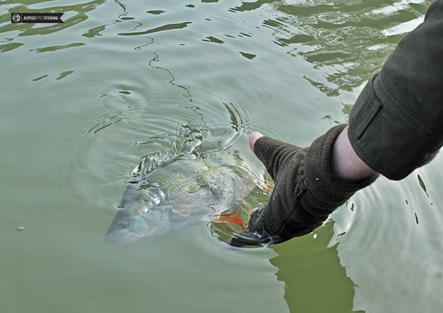 Wyprawy wędkarskie na Ebro - www.przewodnicywedkarscy.pl - Wyprawy na ryby