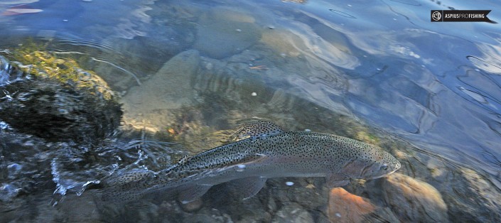 Słowenia - www.przewodnicywedkarscy.pl - wyprawy na głowacice