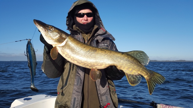 Wyprawy wędkarskie na Rugię - www.przewodnicywedkarscy.pl - Wyprawy na szczupaka