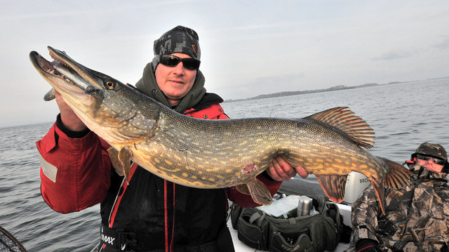 Wyprawy wędkarskie na Rugię - www.przewodnicywedkarscy.pl - Wyprawy na ryby