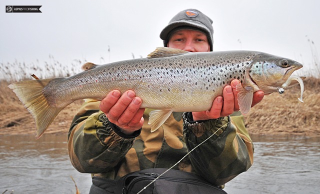 Pstrąg potokowy 60 cm - www.przewodnicywedkarscy.pl - Wyprawy wędkarskie Pstrąg potokowy 60 cm - www.przewodnicywedkarscy.pl - Wyprawy wędkarskie