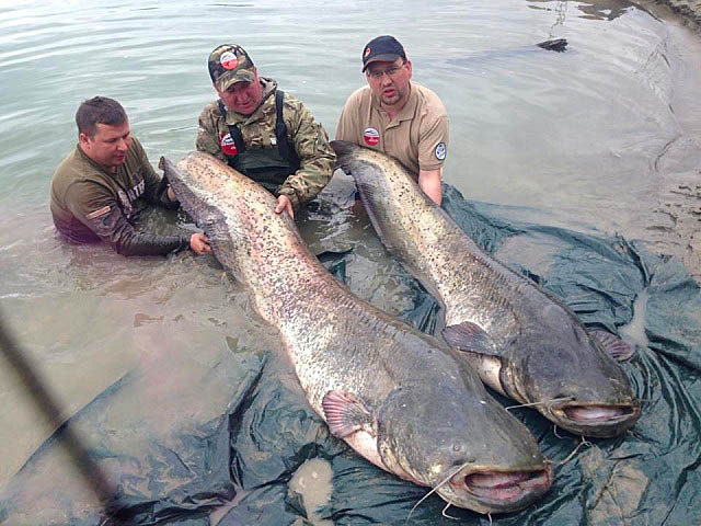 Wyprawy na suma - www.przewodnicywedkarscy.pl - Rzeka Pad - Włochy Wyprawy na suma - www.przewodnicywedkarscy.pl - Rzeka Pad - Włochy