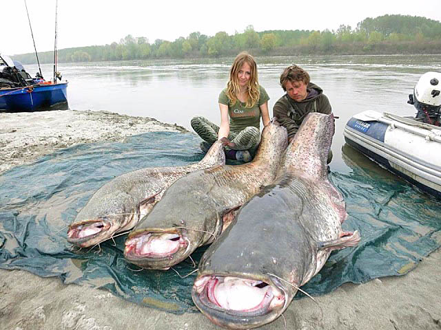 Wyprawy na suma - www.przewodnicywedkarscy.pl - Rzeka Pad - Włochy Wyprawy na suma - www.przewodnicywedkarscy.pl - Rzeka Pad - Włochy