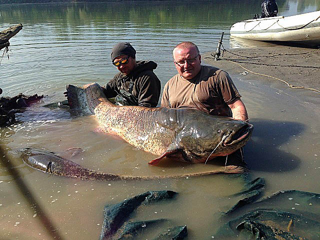 Wyprawy na suma - www.przewodnicywedkarscy.pl - Rzeka Pad - Włochy Wyprawy na suma - www.przewodnicywedkarscy.pl - Rzeka Pad - Włochy