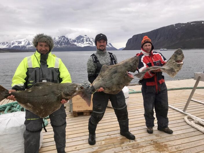 Wyprawy na ryby do Norwegii - www.przewodnicywedkarscy.pl - Wyspa Uloya - Rotsund - Norwegia